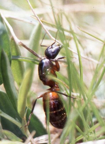 Réf. 315 589 : Camponotus ligniperda